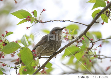 荒尾市　四ツ山神社　ヒヨドリ、 65910080
