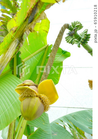 芭蕉の花とバナナの実の写真素材