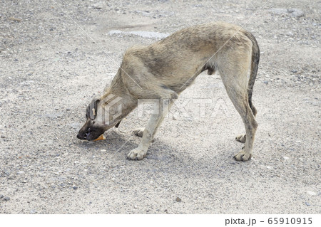 a poor and skinny street dog feeding a poor and skinny street dog feeding 65910915