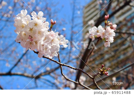 桜 桜 65911488