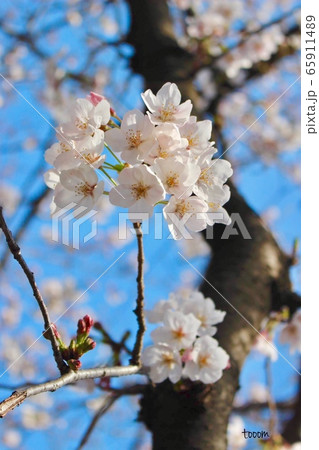 桜 65911489