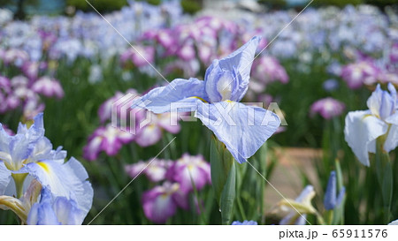 花菖蒲-浅舞公園- 65911576