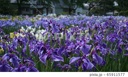 花菖蒲-浅舞公園- 65911577