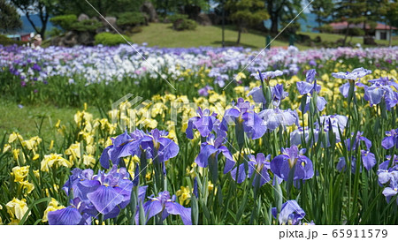 花菖蒲-浅舞公園- 花菖蒲-浅舞公園- 65911579