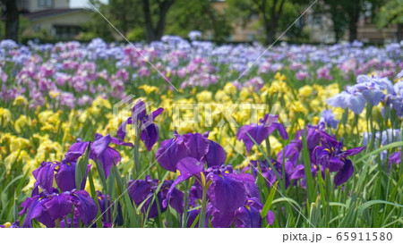 花菖蒲-浅舞公園- 65911580