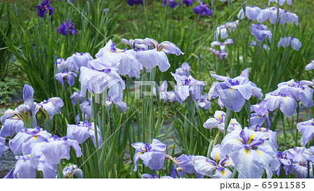 花菖蒲-浅舞公園- 花菖蒲-浅舞公園- 65911585
