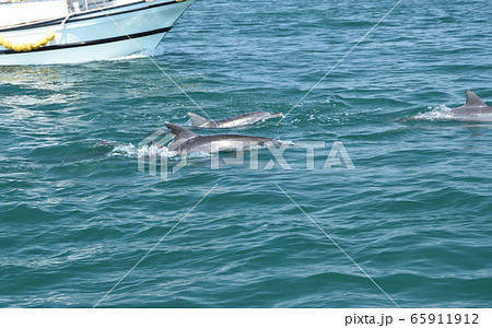 イルカ、イルカウォッチング 65911912