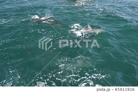 イルカ、イルカウォッチング 65911916