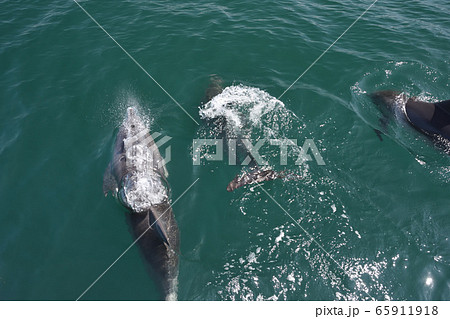イルカ、イルカウォッチング イルカ、イルカウォッチング 65911918