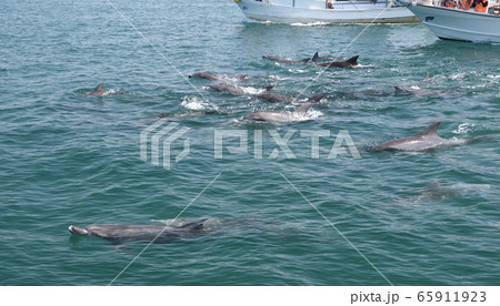 イルカ、イルカウォッチング 65911923