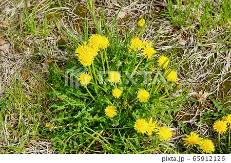 たんぽぽの花 たんぽぽの花 65912126