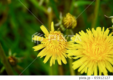 たんぽぽの花の写真素材