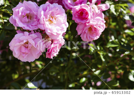 Pink climbing rose closeup. Pink climbing rose closeup. 65913302