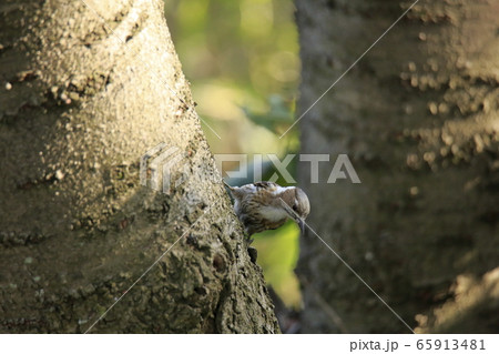 荒尾市 四ツ山神社 コゲラ、 荒尾市 四ツ山神社 コゲラ、 65913481