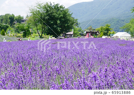 ラベンダーの花 ラベンダーの花 65913886