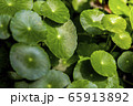 Gotu kola is a useful plant. 65913892