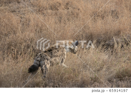 タンザニア・セレンゲティ国立公園で見かけたブチハイエナ タンザニア・セレンゲティ国立公園で見かけたブチハイエナ 65914197
