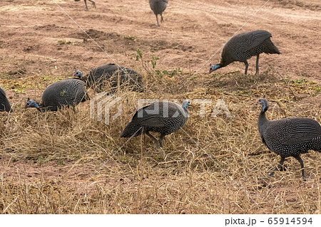 タンザニア・セレンゲティ国立公園で見かけた、ホロホロチョウの群れ 65914594