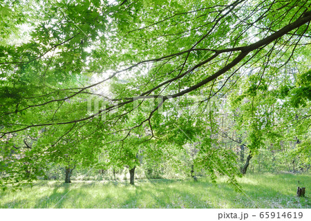自然風景写真 新緑の森初夏の木漏れ日 風薫る森 白い花の季節 ...