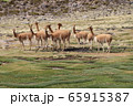 ビクーニャ 野生 ビクーニャ 野生 65915387