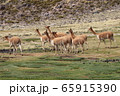 ビクーニャ 野生 ビクーニャ 野生 65915390