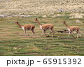 ビクーニャ 野生 ビクーニャ 野生 65915392