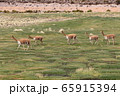 ビクーニャ 野生 ビクーニャ 野生 65915394