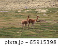 ビクーニャ 野生 ビクーニャ 野生 65915398