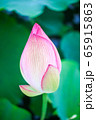 蓮の花 65915863