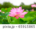 蓮の花 65915865
