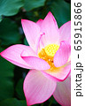 蓮の花 65915866
