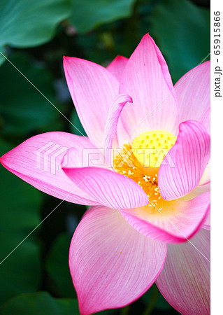 蓮の花 65915866
