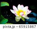 蓮の花 65915867