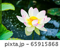 蓮の花 65915868