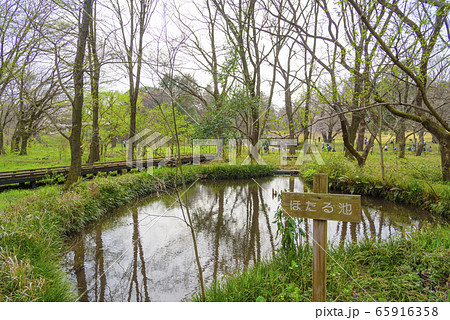 野川公園のほたる池(東京都調布市・小金井市・三鷹市) 野川公園のほたる池(東京都調布市・小金井市・三鷹市) 65916358