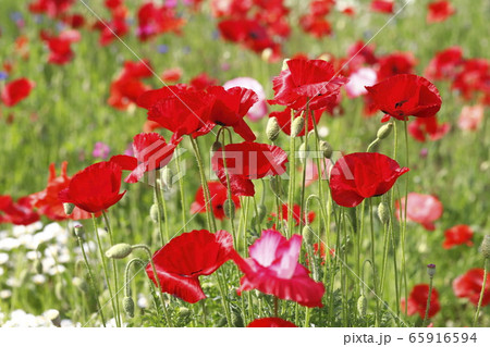 赤いポピーの花畑 の写真素材