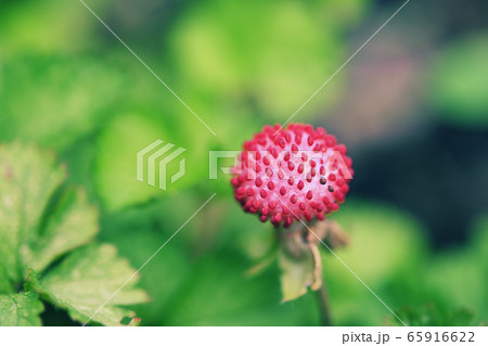 へびいちごのクローズアップ へびいちごのクローズアップ 65916622
