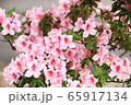 花 ピンク 65917134