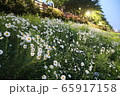 春 花 屋外 65917158