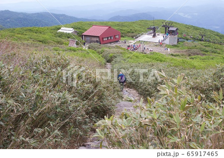 低木の茂る登山道 65917465