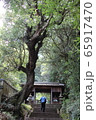 門の前にそびえる大木 65917470