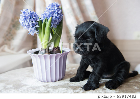 Miniature Schnauzer puppy dog portrait 65917482