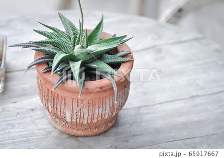 cactus, Haworthia limifolia cactus cactus, Haworthia limifolia cactus 65917667