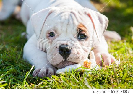 American Bulldog puppy is eating a chicken paw on nature 65917807