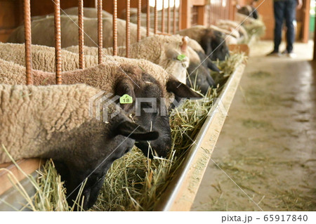 お食事タイム 65917840