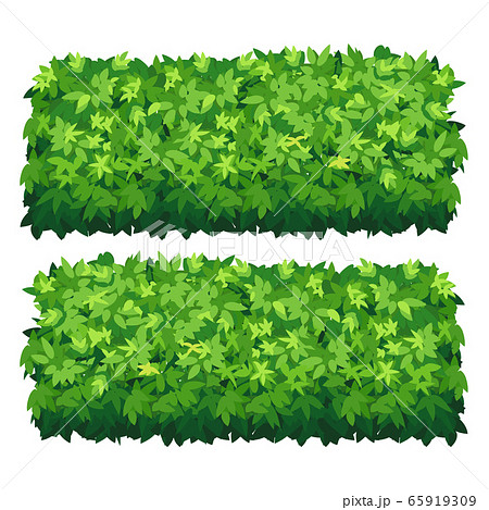 Vector Garden Bush Isolated Shrub Hedge Green のイラスト素材