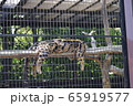 暑くてぐったりしている柵の中のひょう 65919577