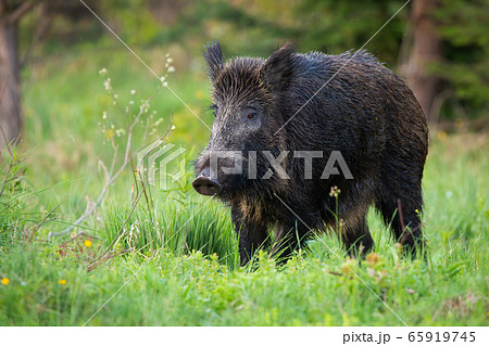 Adult Wild Boar With Big Snout Looking For Some の写真素材