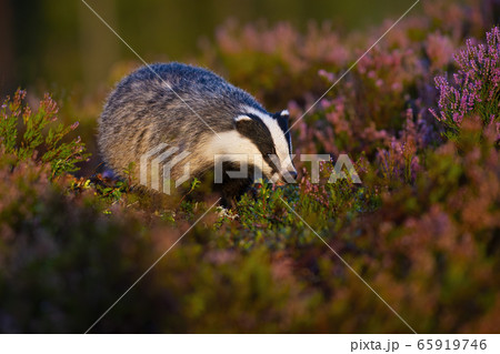 Curious european badger approaching from front view on moorland 65919746