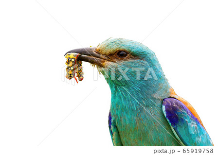 Close-up of european roller holding a colorful maggot in beak isolated on white Close-up of european roller holding a colorful maggot in beak isolated on white 65919758